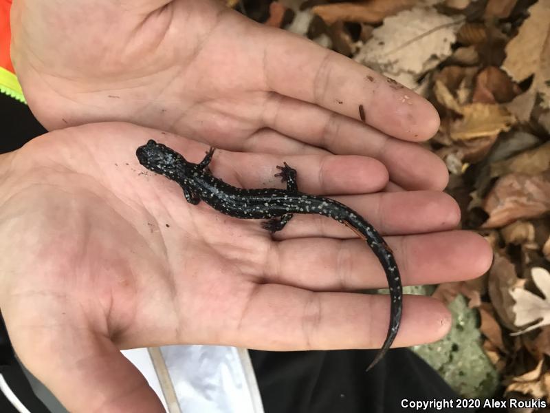 Northern Slimy Salamander (Plethodon glutinosus)