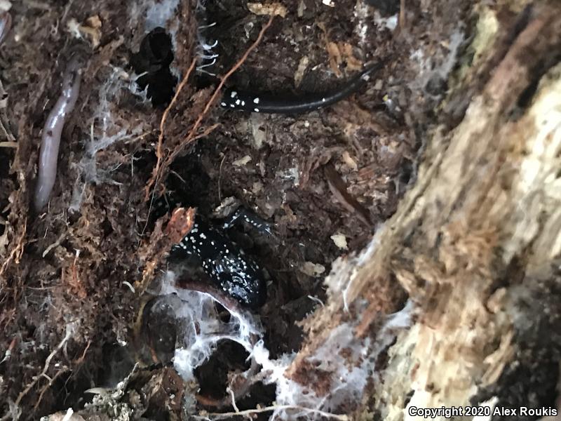 Northern Slimy Salamander (Plethodon glutinosus)