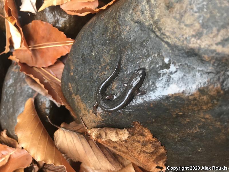 Northern Dusky Salamander (Desmognathus fuscus)