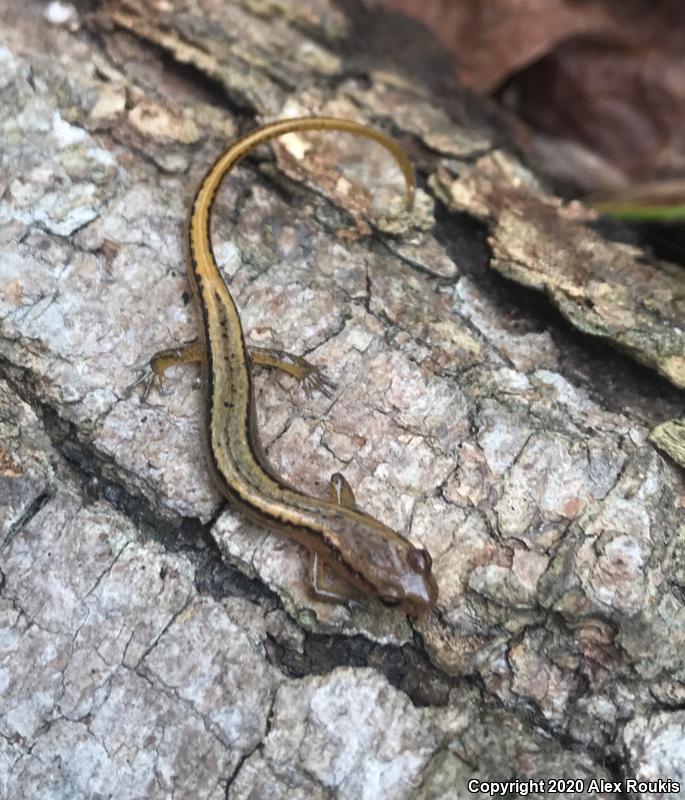 Northern Two-lined Salamander (Eurycea bislineata)