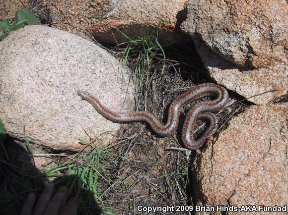 Coastal Rosy Boa (Lichanura trivirgata roseofusca)