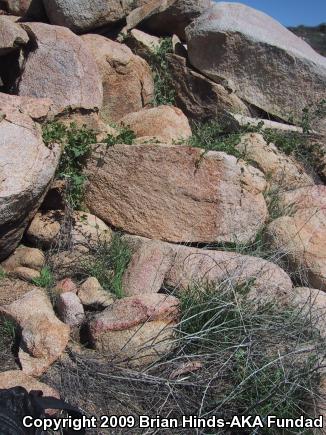 Coastal Rosy Boa (Lichanura trivirgata roseofusca)