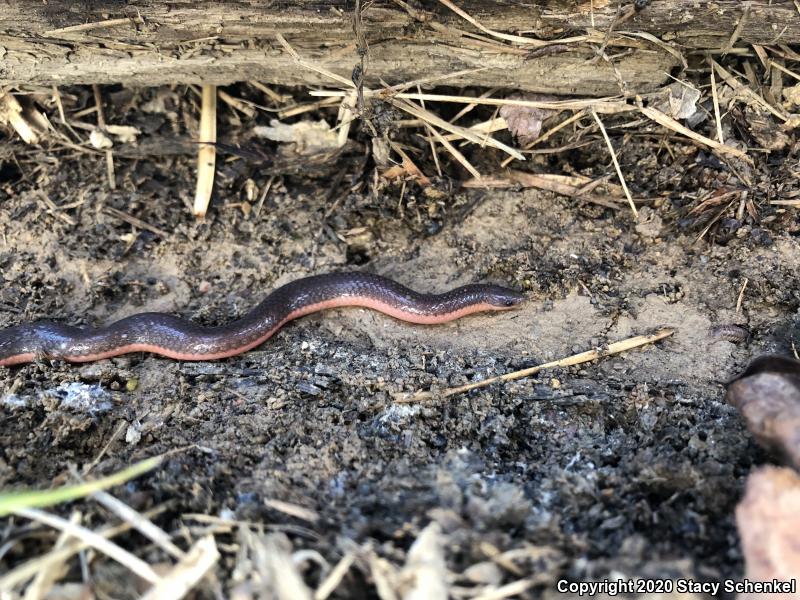 Eastern Wormsnake (Carphophis amoenus)