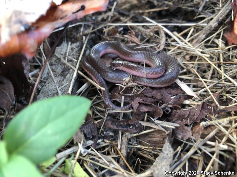 Eastern Wormsnake (Carphophis amoenus)