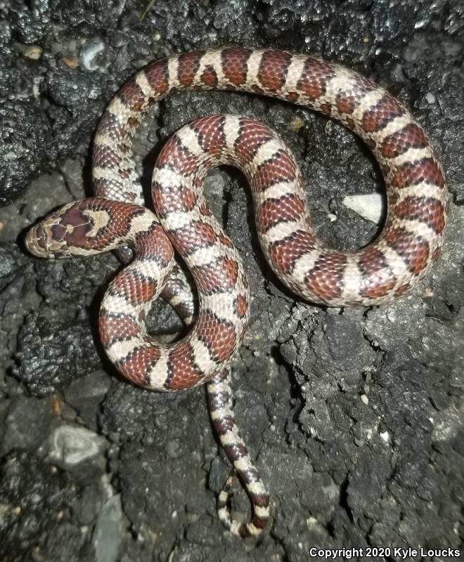 Eastern Milksnake (Lampropeltis triangulum triangulum)