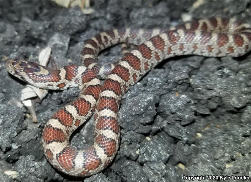 Eastern Milksnake (Lampropeltis triangulum triangulum)