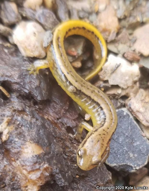 Northern Two-lined Salamander (Eurycea bislineata)