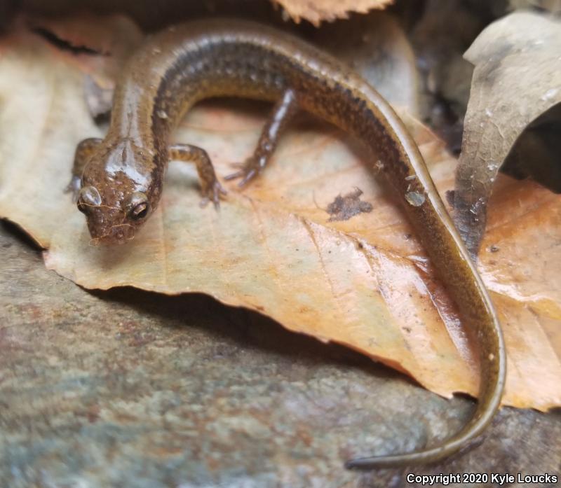 Northern Two-lined Salamander (Eurycea bislineata)