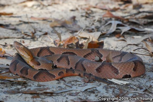 Southern Copperhead (Agkistrodon contortrix contortrix)