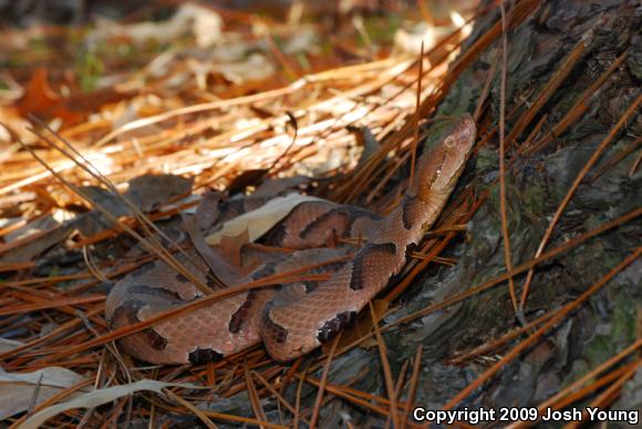 Southern Copperhead (Agkistrodon contortrix contortrix)