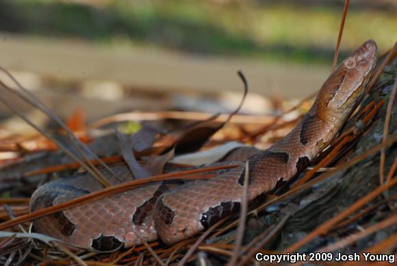 Southern Copperhead (Agkistrodon contortrix contortrix)