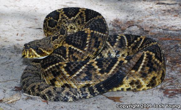 Eastern Diamond-backed Rattlesnake (Crotalus adamanteus)