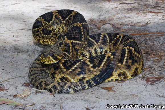 Eastern Diamond-backed Rattlesnake (Crotalus adamanteus)