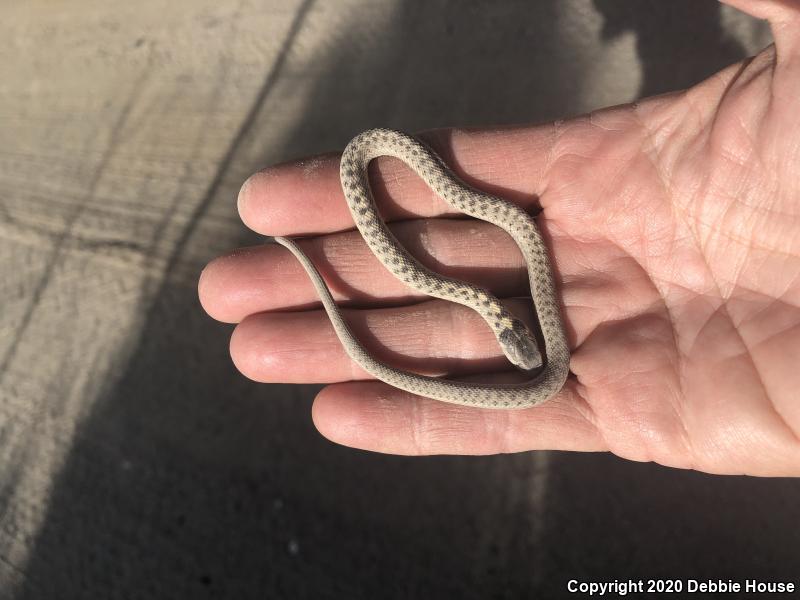 Desert Nightsnake (Hypsiglena chlorophaea deserticola)