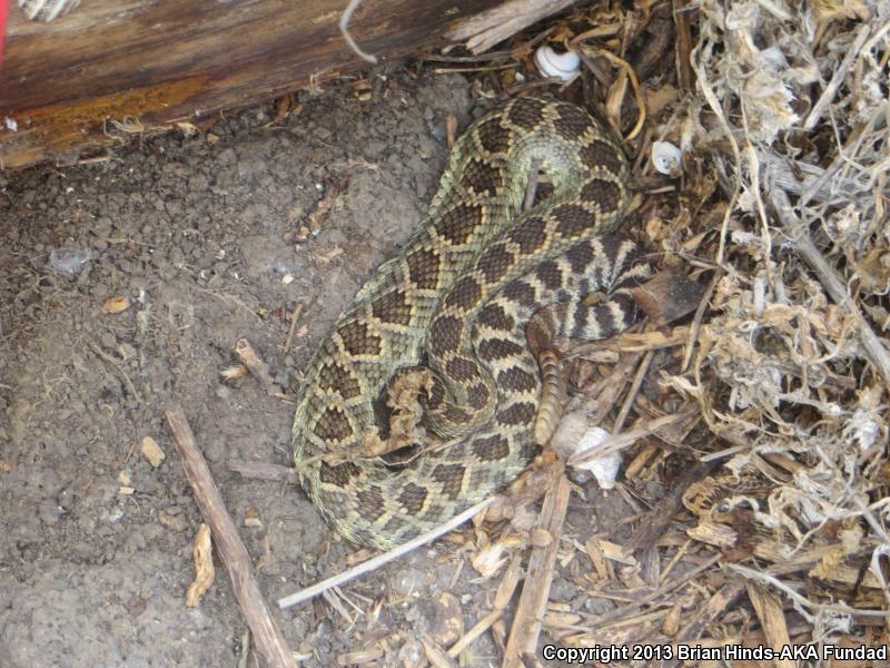 Southern Pacific Rattlesnake (Crotalus oreganus helleri)