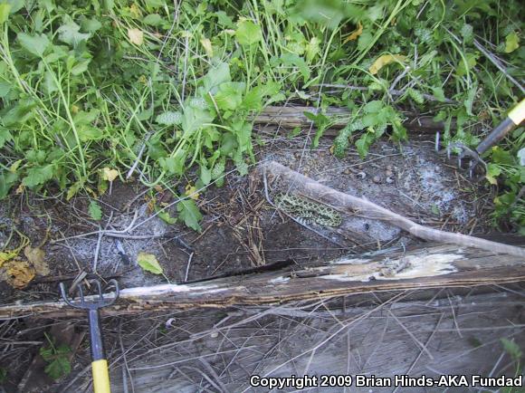 Southern Pacific Rattlesnake (Crotalus oreganus helleri)