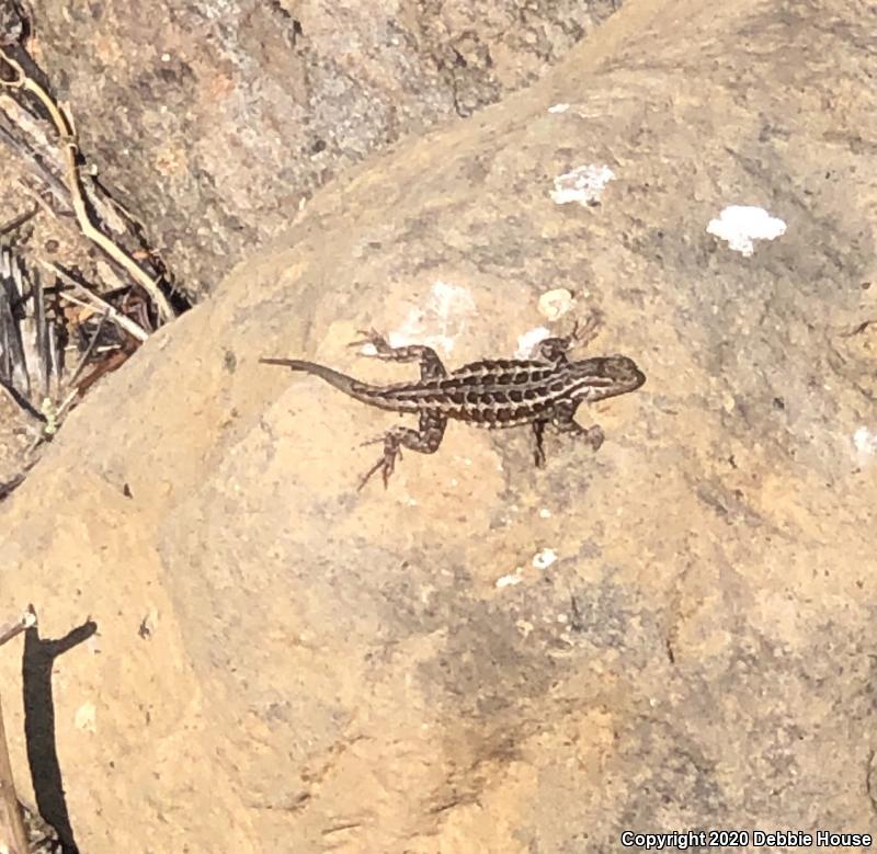 Northern Sagebrush Lizard (Sceloporus graciosus graciosus)