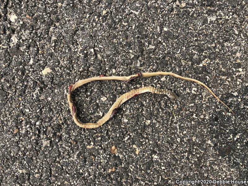 Red Racer (Coluber flagellum piceus)