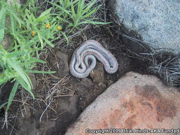 Coastal Rosy Boa (Lichanura trivirgata roseofusca)