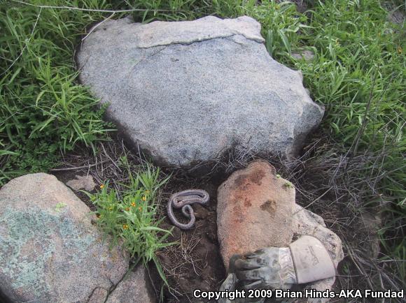 Coastal Rosy Boa (Lichanura trivirgata roseofusca)