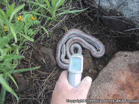 Coastal Rosy Boa (Lichanura trivirgata roseofusca)