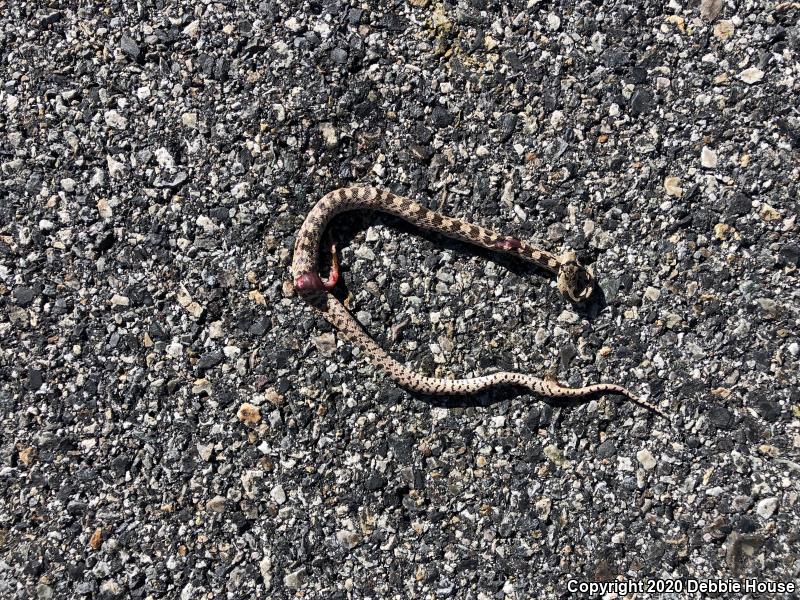 Great Basin Gopher Snake (Pituophis catenifer deserticola)