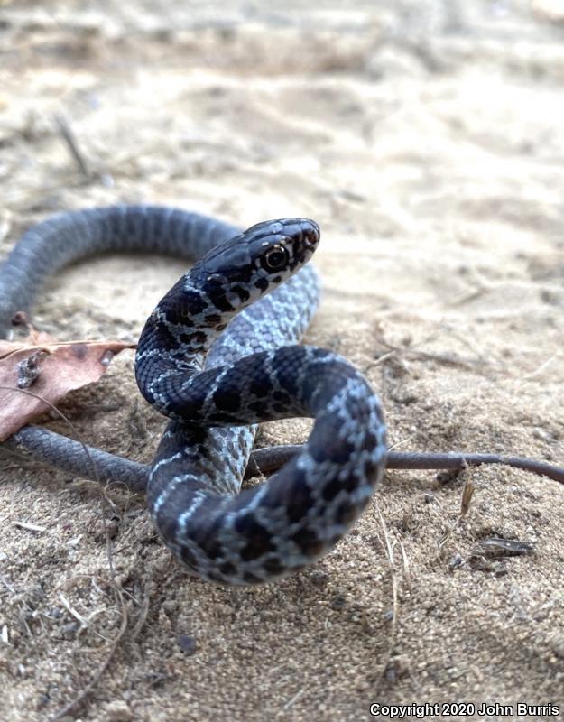 Blue Racer (Coluber constrictor foxii)