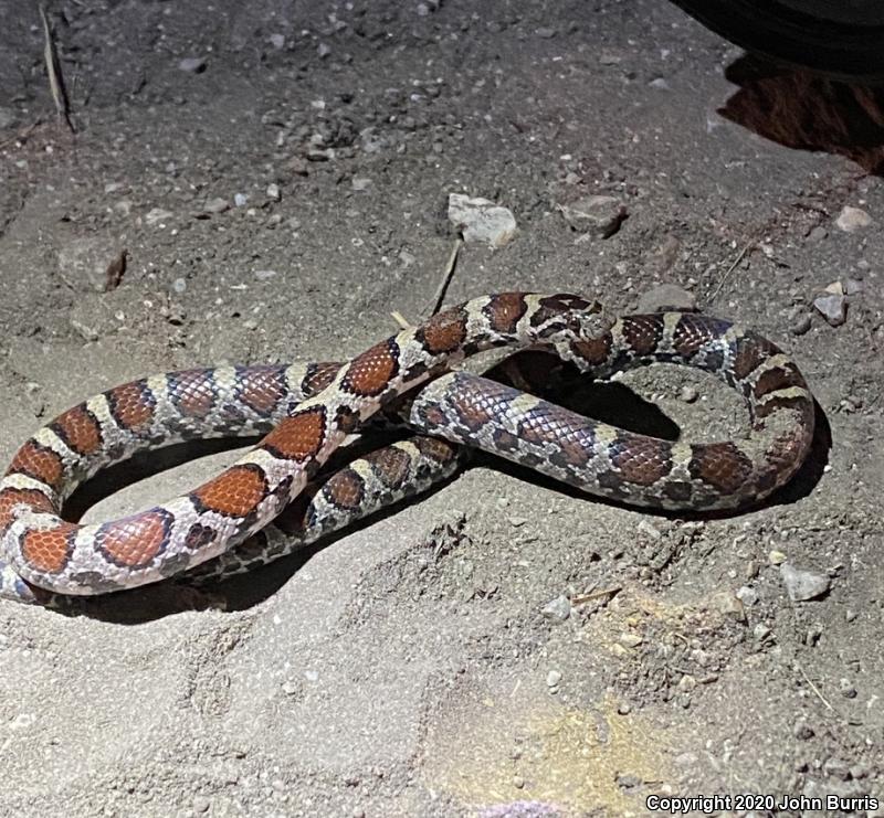 Eastern Milksnake (Lampropeltis triangulum triangulum)