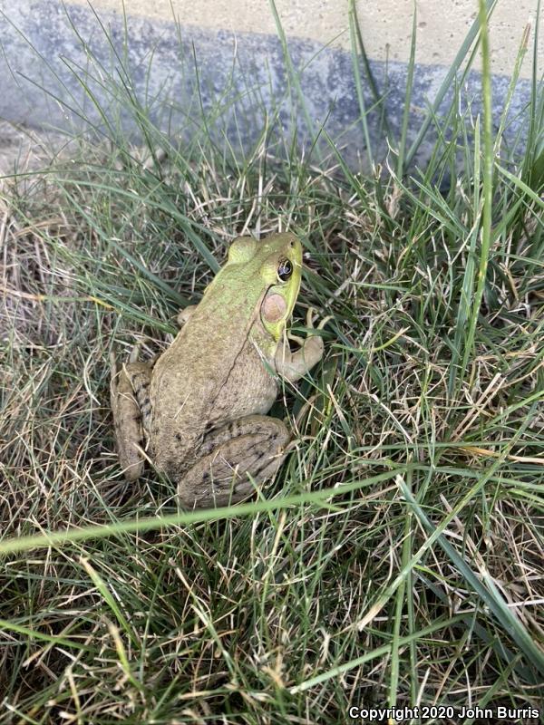 Northern Green Frog (Lithobates clamitans melanota)