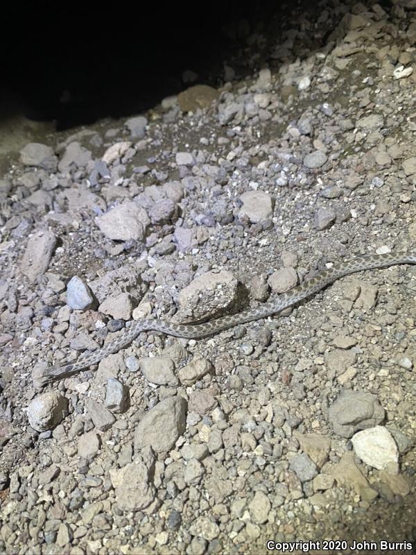 Desert Nightsnake (Hypsiglena chlorophaea)