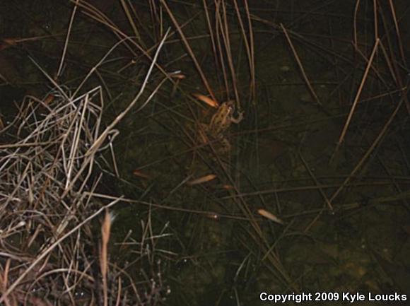 Southern Leopard Frog (Lithobates sphenocephalus utricularius)