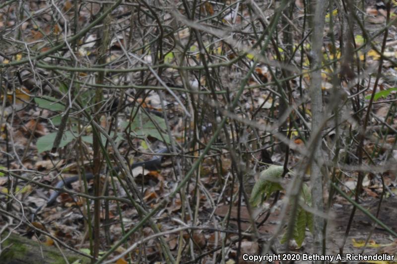 Mississippi Green Watersnake (Nerodia cyclopion)