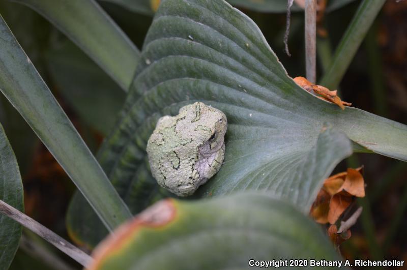 Gray Treefrog (Hyla versicolor)