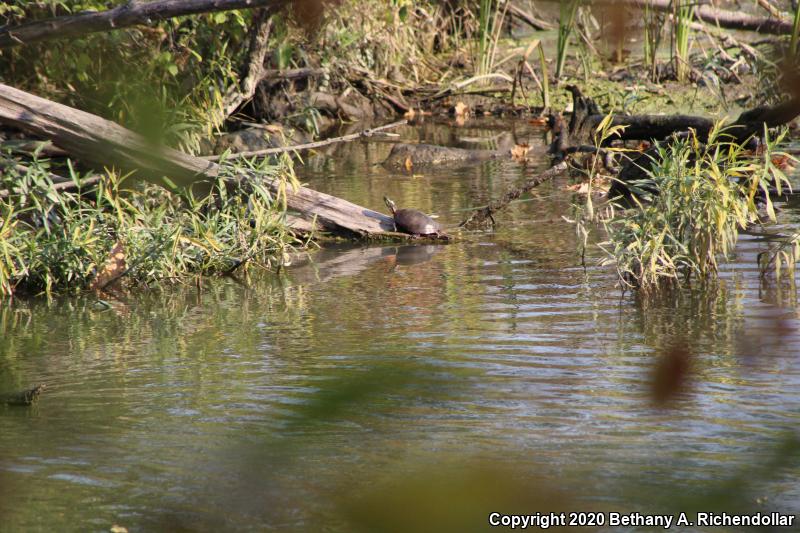 Midland Painted Turtle (Chrysemys picta marginata)