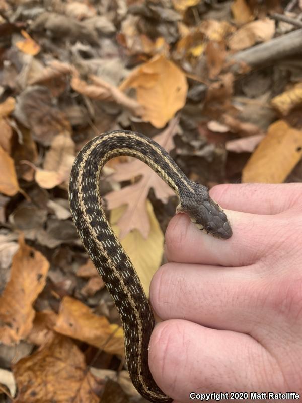 Eastern Gartersnake (Thamnophis sirtalis sirtalis)