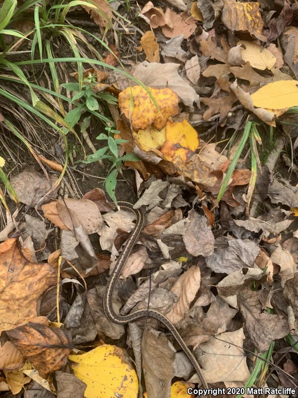 Eastern Gartersnake (Thamnophis sirtalis sirtalis)