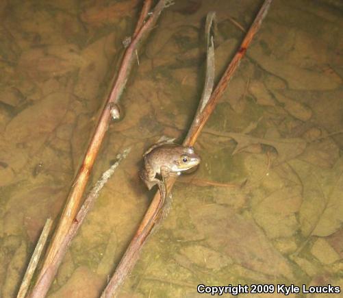 American Bullfrog (Lithobates catesbeianus)