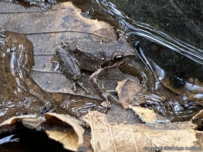 Baja California Treefrog (Pseudacris hypochondriaca)