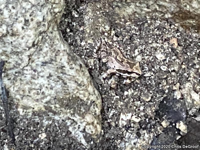 Baja California Treefrog (Pseudacris hypochondriaca)