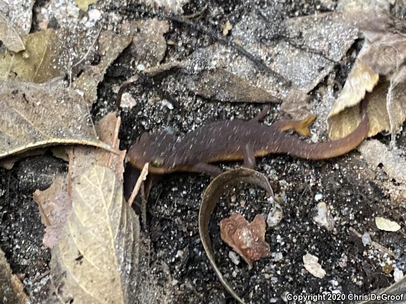 Coast Range Newt (Taricha torosa torosa)