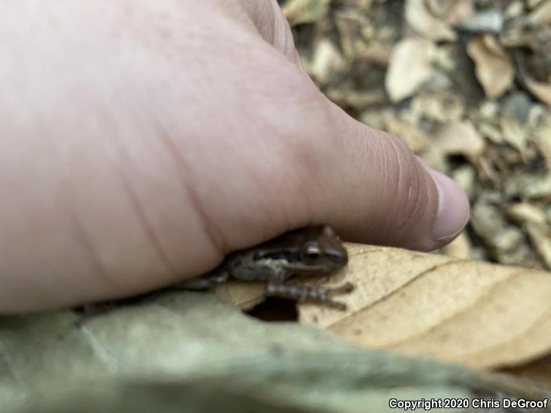 Baja California Treefrog (Pseudacris hypochondriaca)