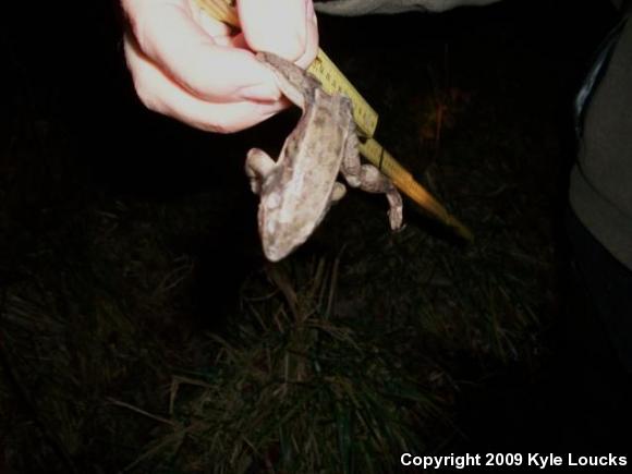 Southern Leopard Frog (Lithobates sphenocephalus utricularius)