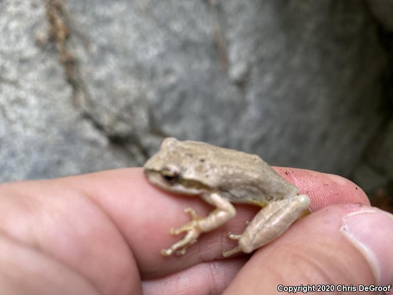 Baja California Treefrog (Pseudacris hypochondriaca)