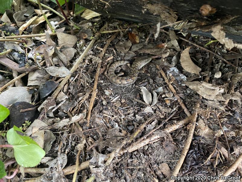 San Diego Alligator Lizard (Elgaria multicarinata webbii)