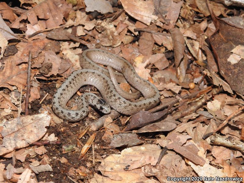 Northern Brownsnake (Storeria dekayi dekayi)