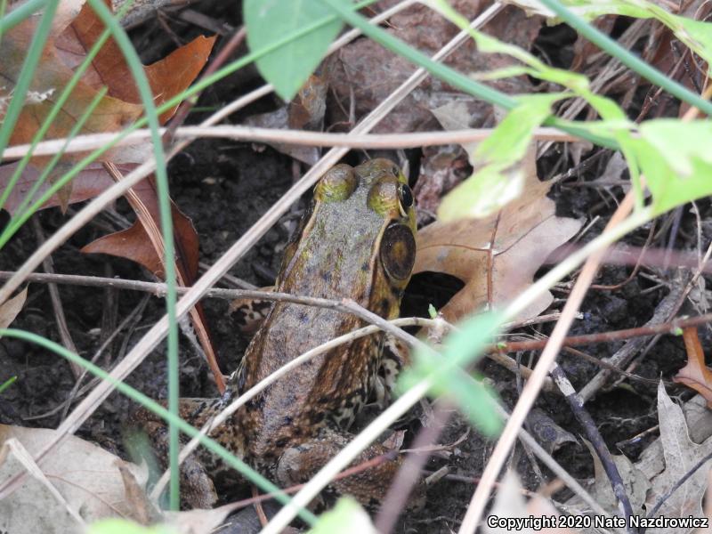 Green Frog (Lithobates clamitans)