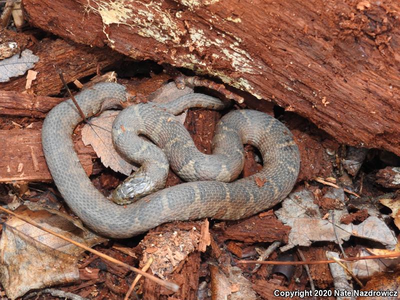 Northern Watersnake (Nerodia sipedon sipedon)