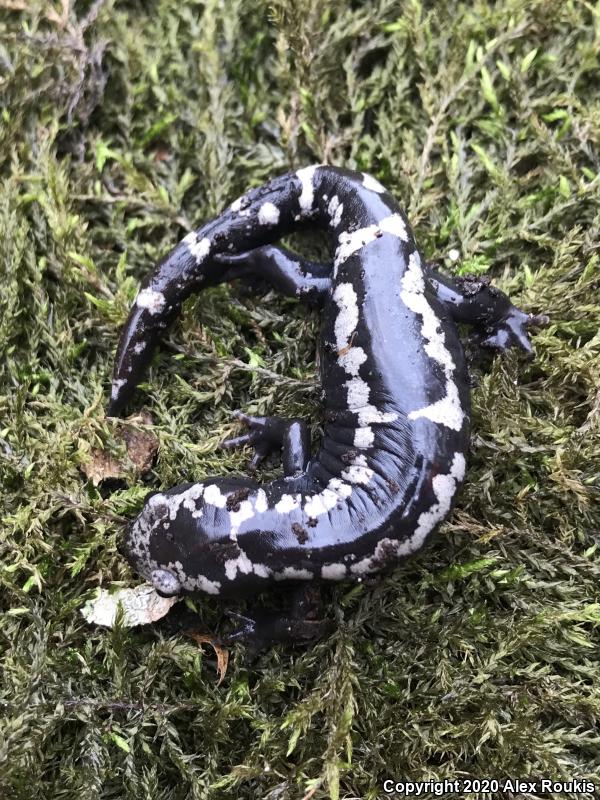 Marbled Salamander (Ambystoma opacum)