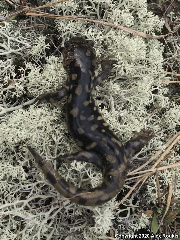 Eastern Tiger Salamander (Ambystoma tigrinum)