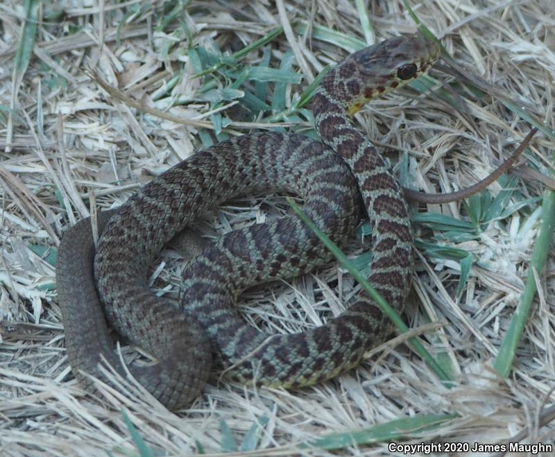 Western Yellow-bellied Racer (Coluber constrictor mormon)